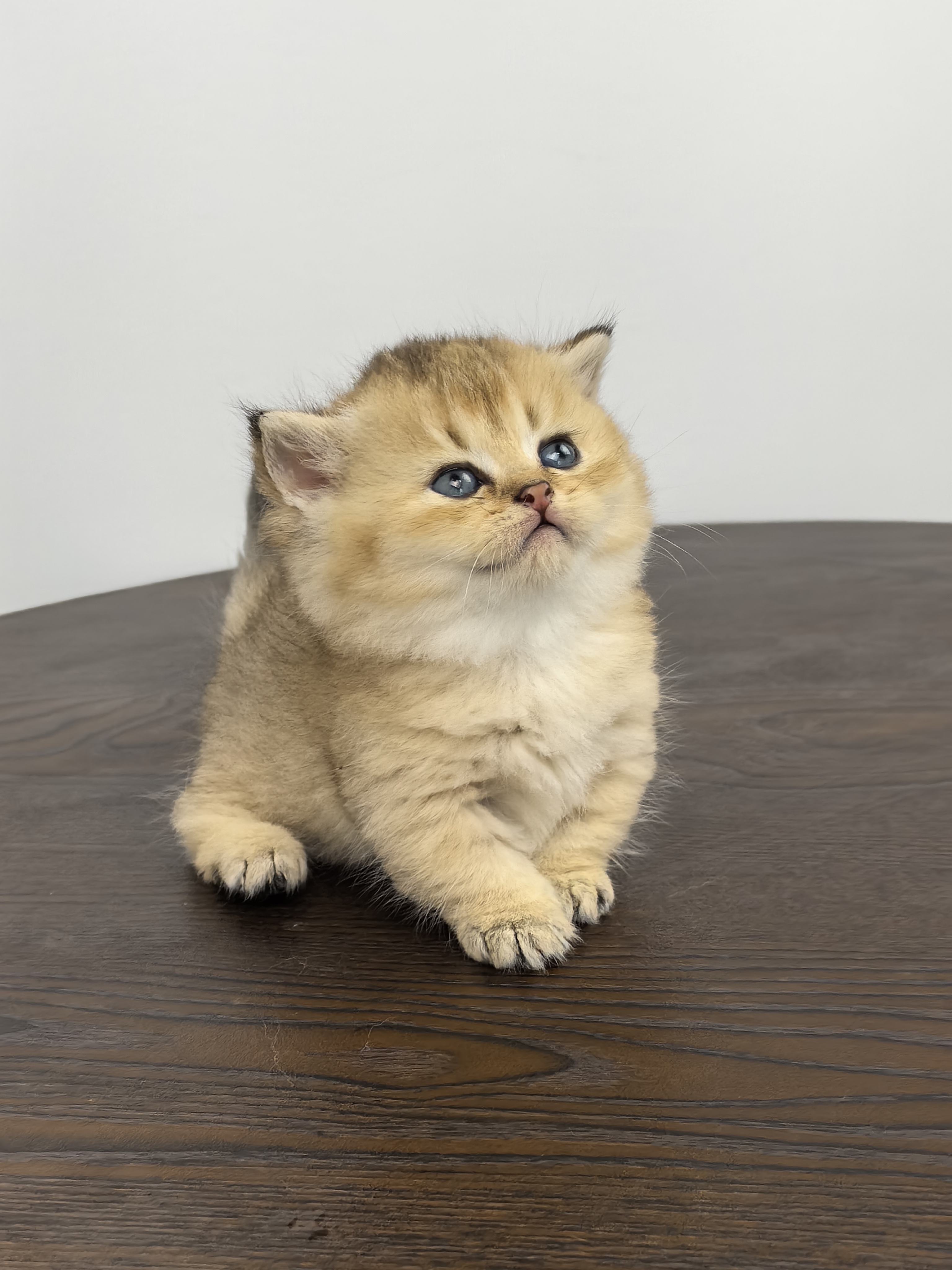 曼基康金渐层妹妹